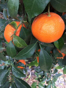 baumgereifte Orangen direkt von der Plantage