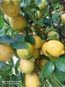 baumgereifte Zitronen direkt von der Plantage